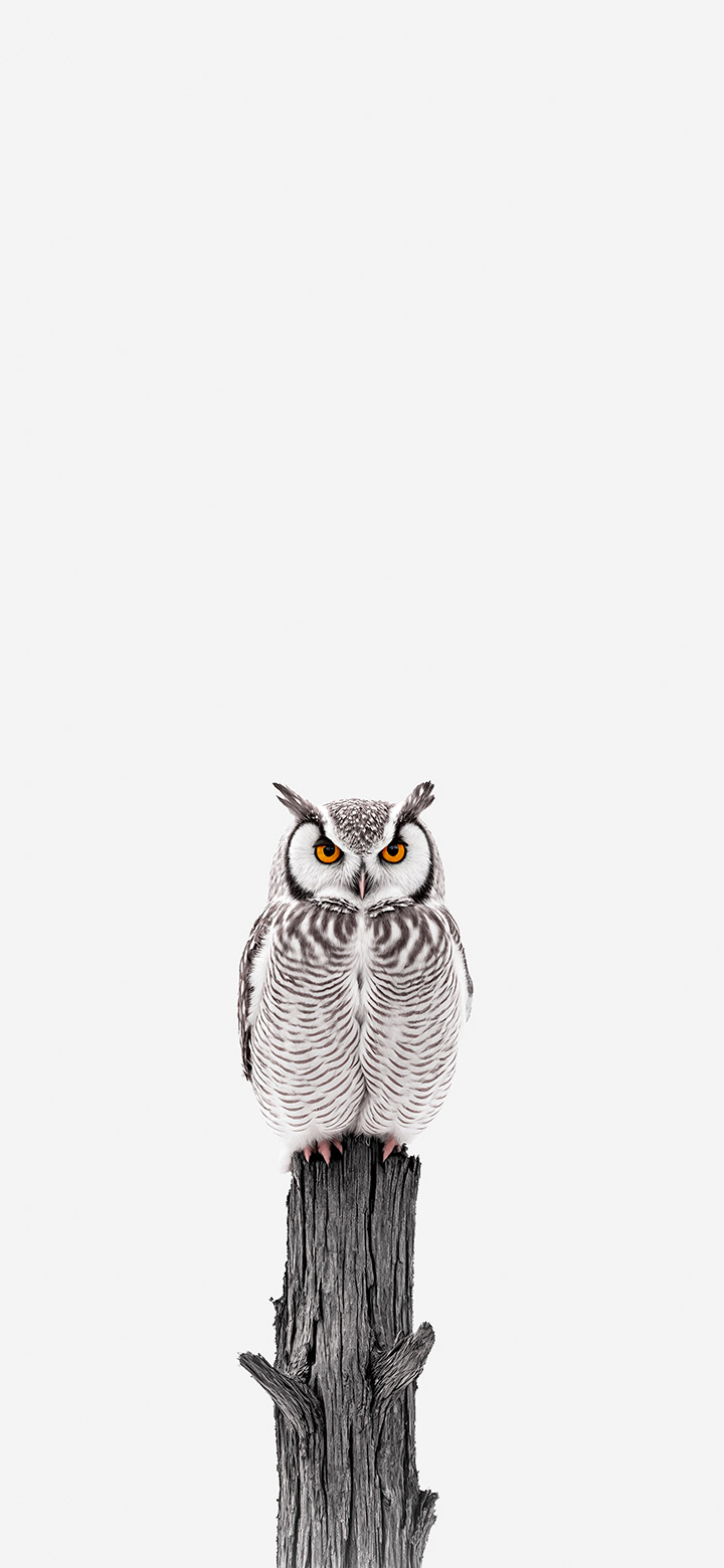 wallpaper of owl sitting in white space