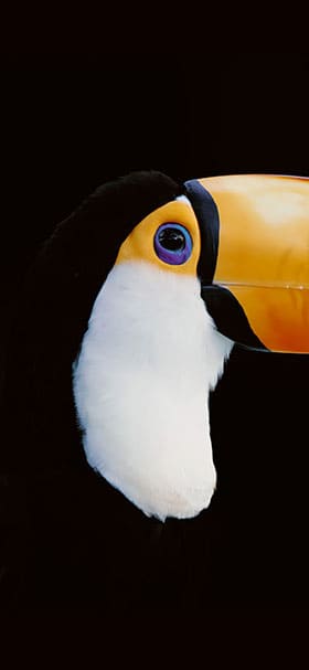 Phone wallpaper of Black toucan looking from the side