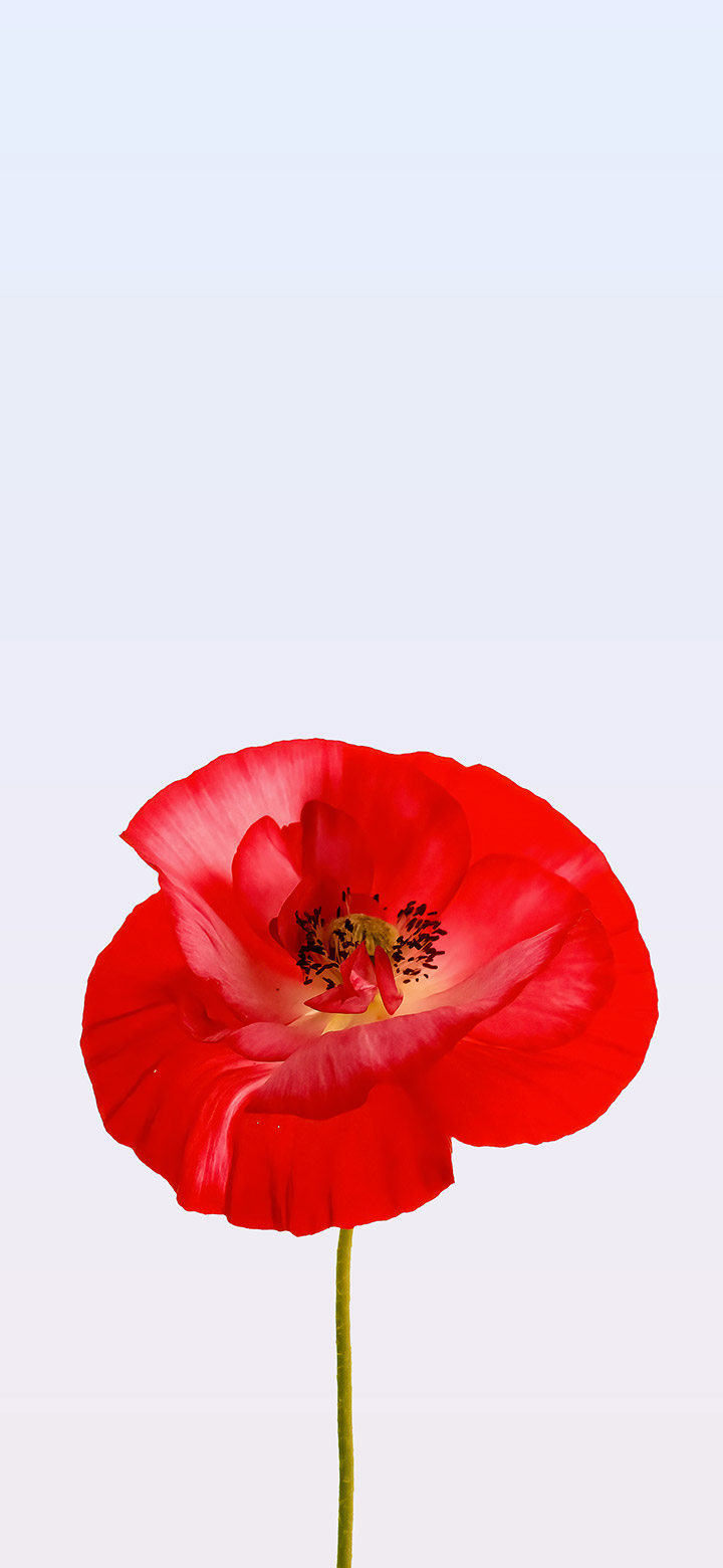 wallpaper of beautiful poppy coronaria flower