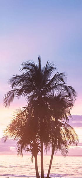 Phone Wallpaper of Aesthetic view of palm tree