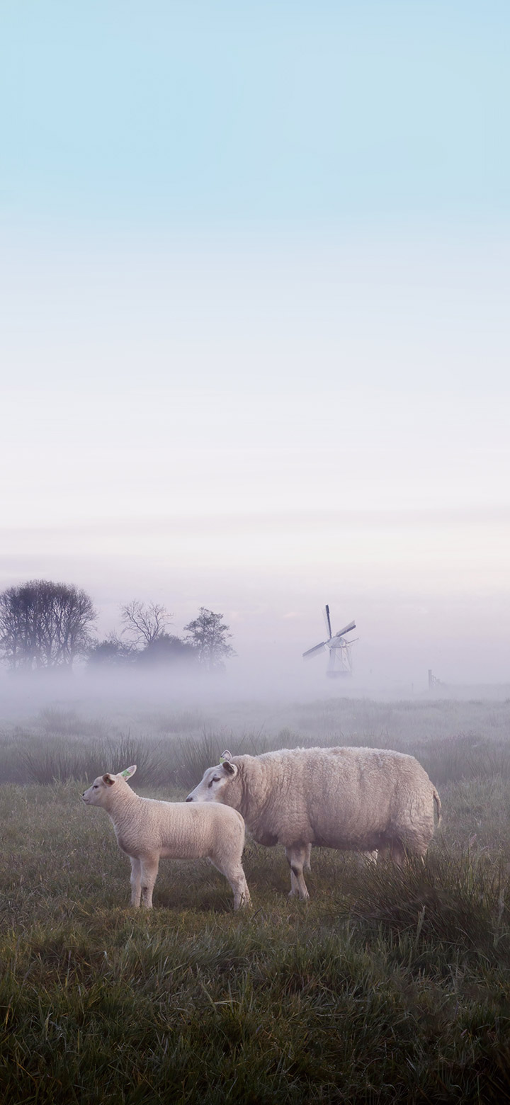 wallpaper of white sheep grazing in a grassy field