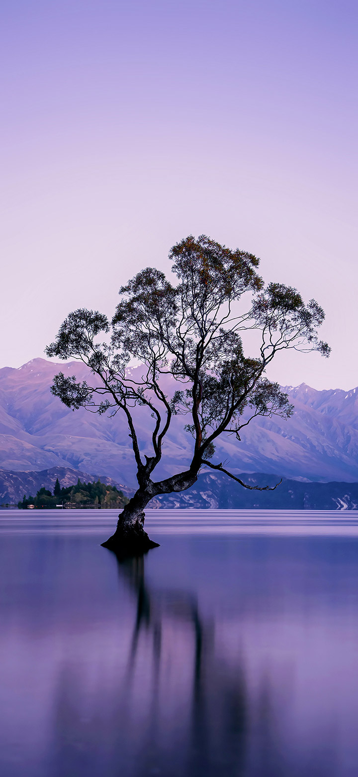 wallpaper of dark tree in the middle of a purple lake