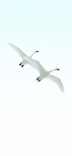 iPhone Wallpaper of Beautiful white bird flying in a white sky