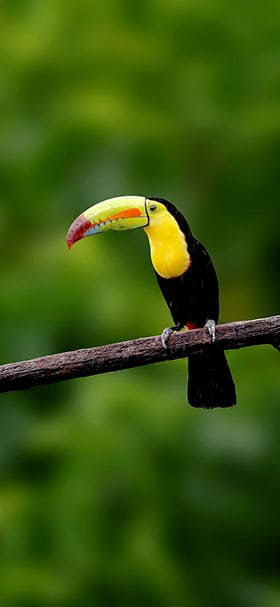 Phone wallpaper of Costa Rican toucan bird
