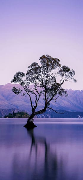 Nature Wallpaper of Dark tree in the middle of a purple lake