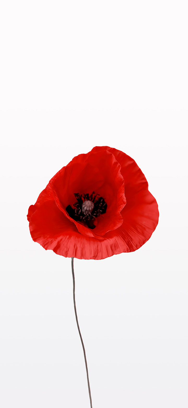 wallpaper of beautiful red coronaria flower