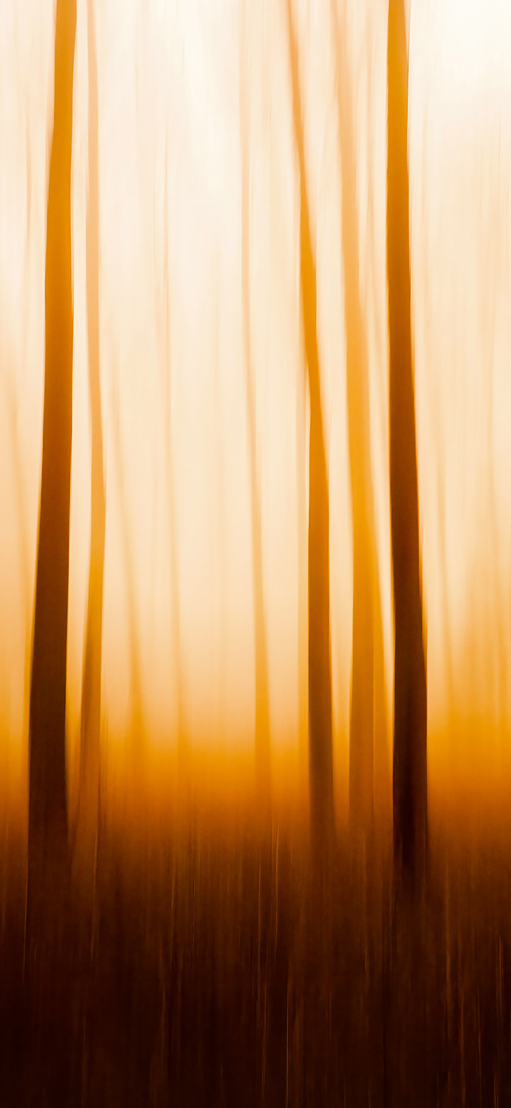 wallpaper of blurry view of brown trees