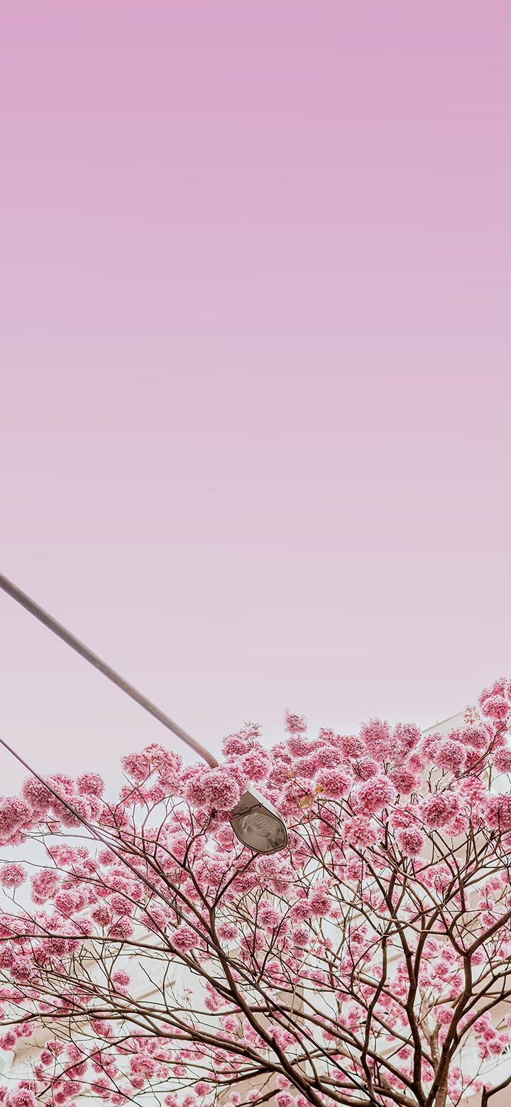 wallpaper of beautiful pink cherry blossom tree