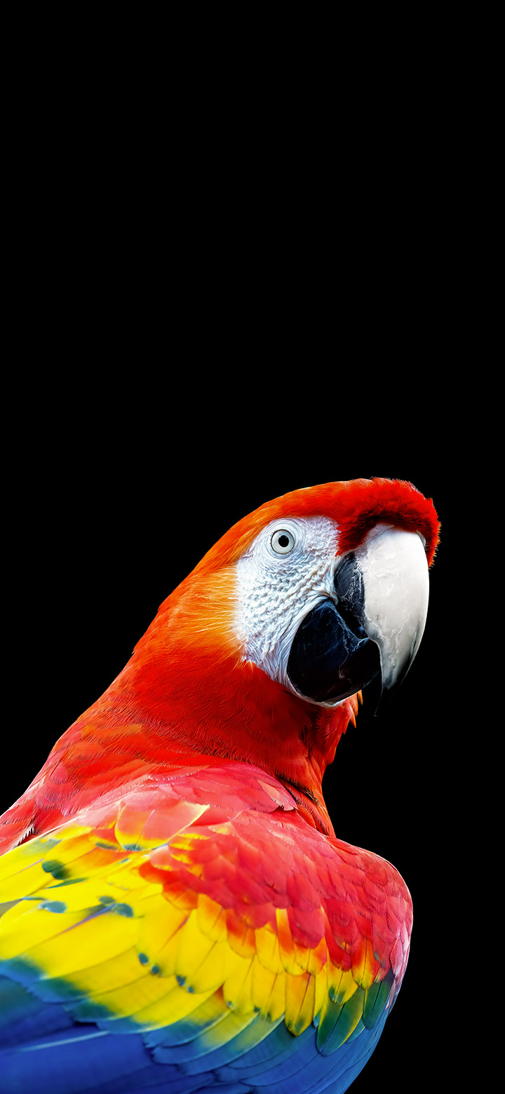 wallpaper of cool vivid red parrot