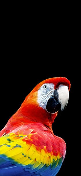 OLED Wallpaper of Cool vivid red parrot