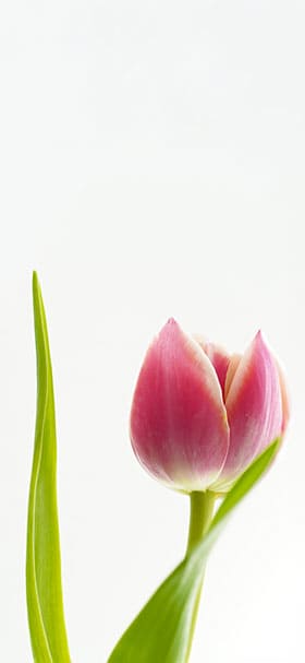 Phone Wallpaper of Beautiful small tulip bulb