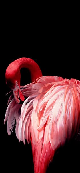 Phone Wallpaper of Shy pink flamingo bird in black space