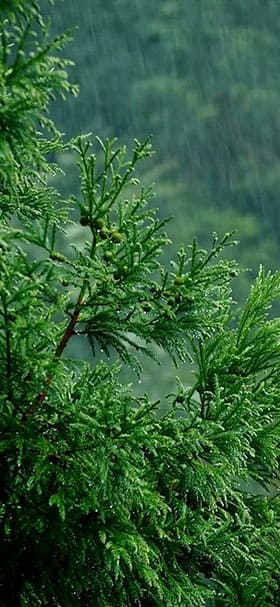 Phone Wallpaper Of Raindrops Fall On A Green Pine Tree