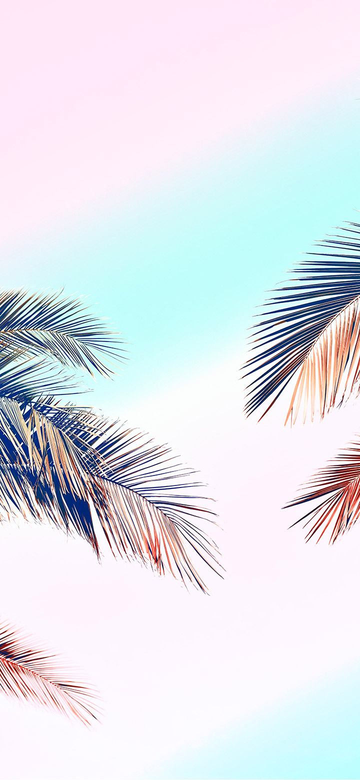 wallpaper of Aesthetic Palm Fronds Against Sunny Sky