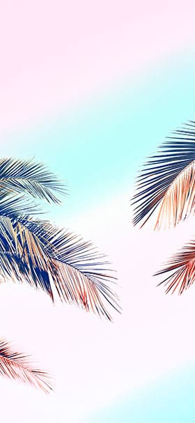 Lock Screen Wallpaper of Aesthetic Palm Fronds Against Sunny Sky