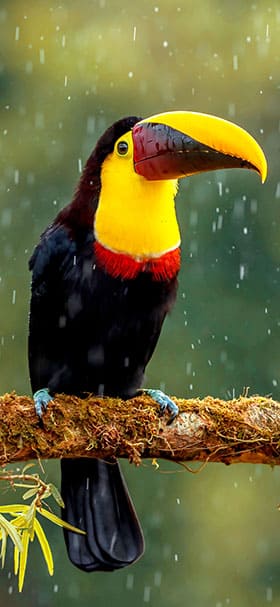 Phone Wallpaper Of Toucan Bird Standing On A Tree Branch