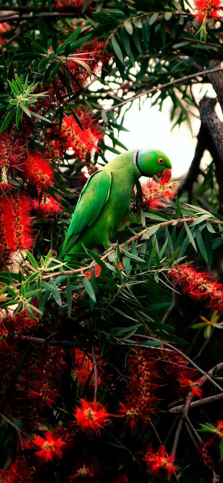 wallpaper of Green Parrot Eating Berries