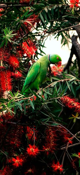 Phone Wallpaper of Green Parrot Eating Berries