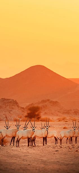 Phone Wallpaper of Herd Of Antelope In The Desert