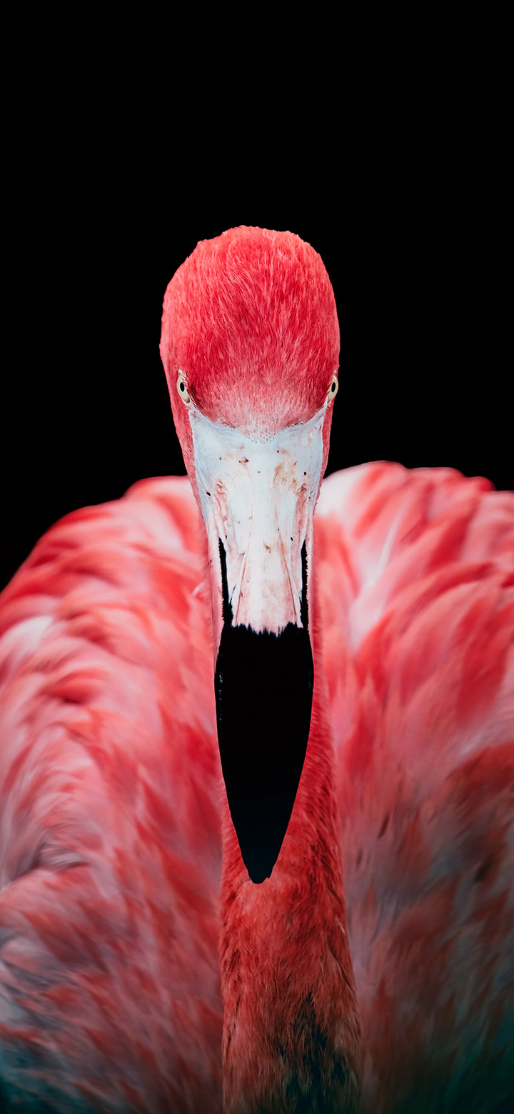 wallpaper of A Close Up Of A Pink Flamingo