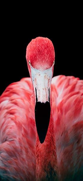 Phone Wallpaper of A Close Up Of A Pink Flamingo