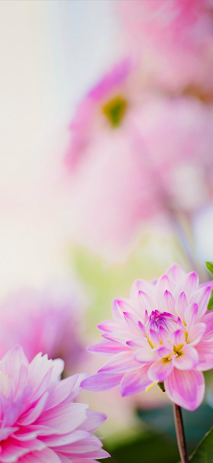 wallpaper of pink dahlia flower on a sunny day