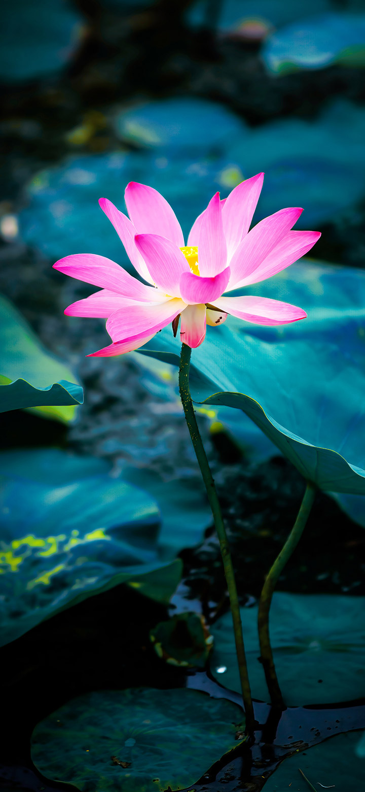 wallpaper of small glowing lotus flower