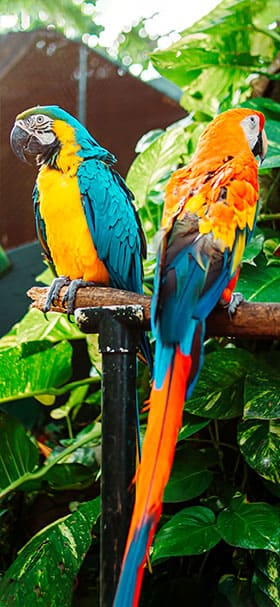 wallpaper of tow parrots standing on a tree branch