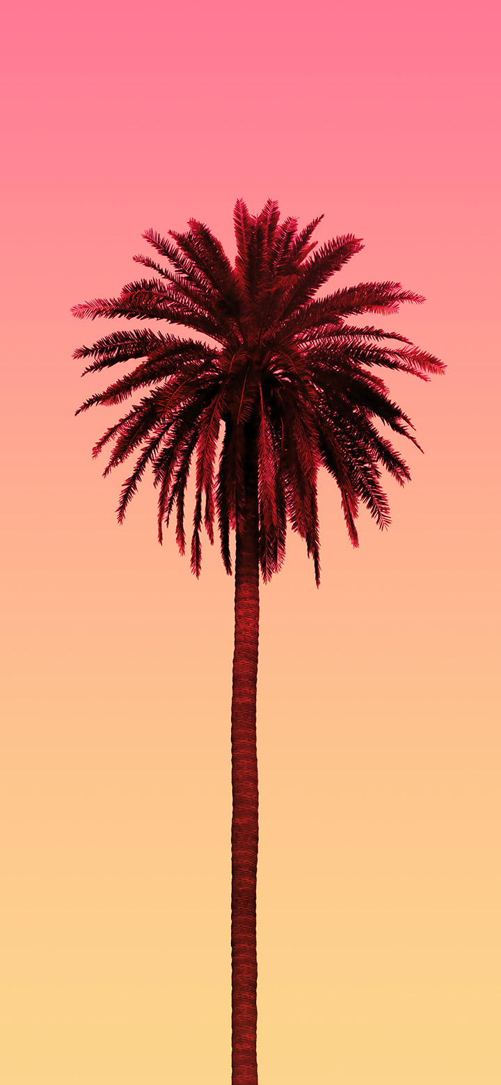 wallpaper of Palm Tree Toward Orange Sky