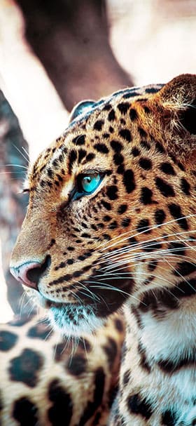 Phone Wallpaper Of Leopard Looking On The Side