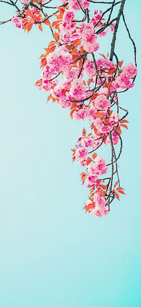 Phone Wallpaper of Pink Roses At Turquoise Sky