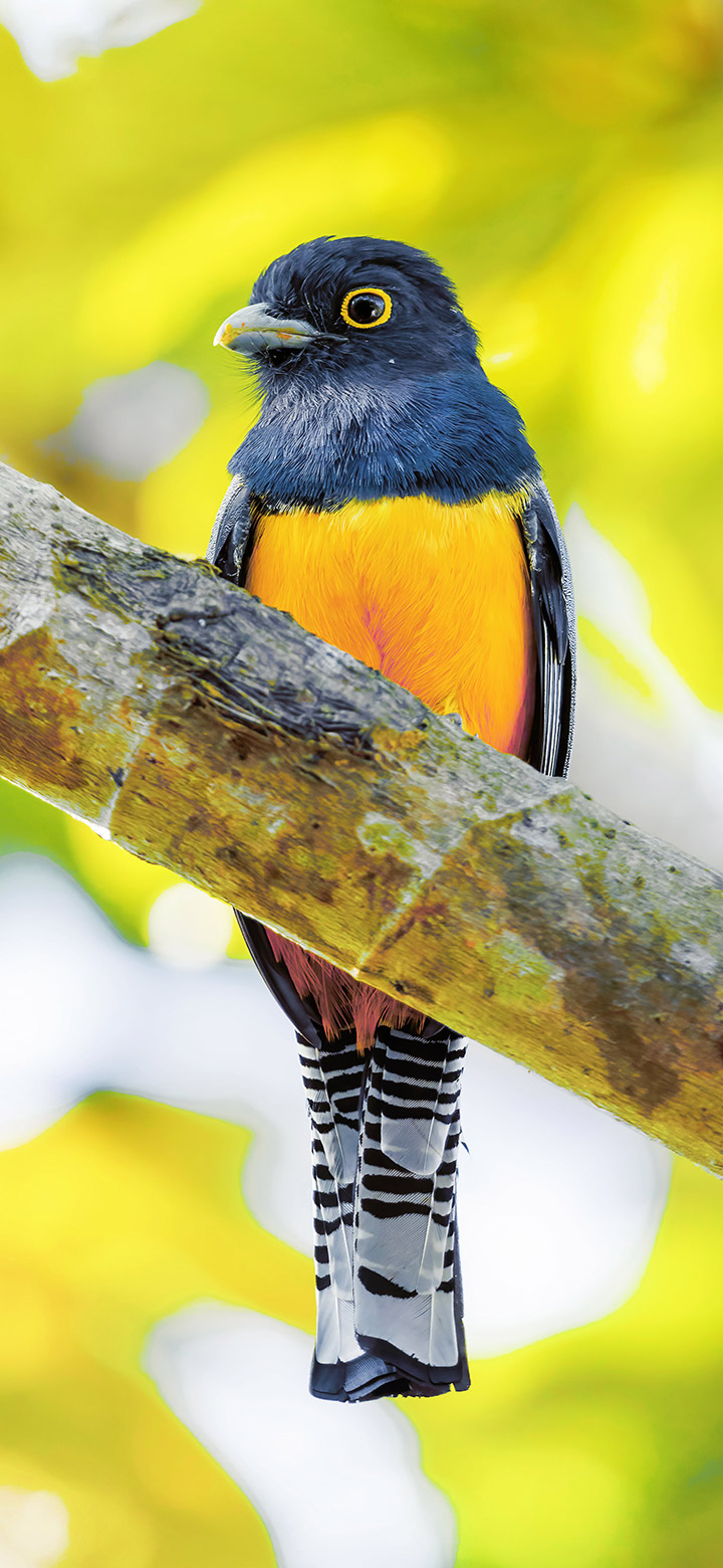 wallpaper of blue and yellow bird perched on a branch
