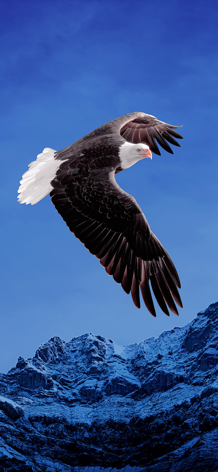 wallpaper of Bald Eagle Flies Through The Sky