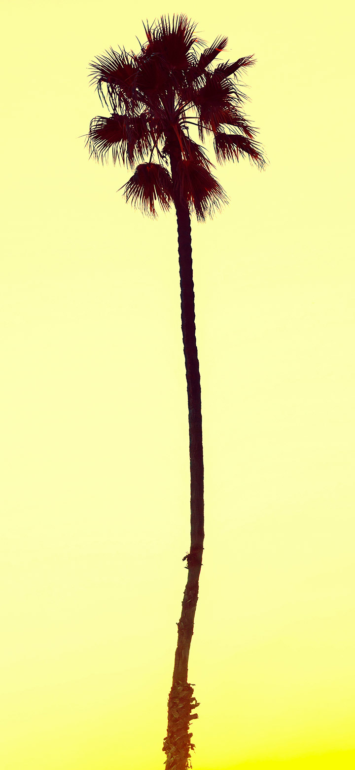 wallpaper of Palm Tree Against A Pale Yellow Sky