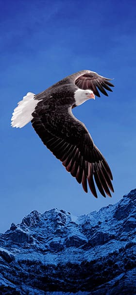 Lock Screen Wallpaper of Bald Eagle Flies Through The Sky