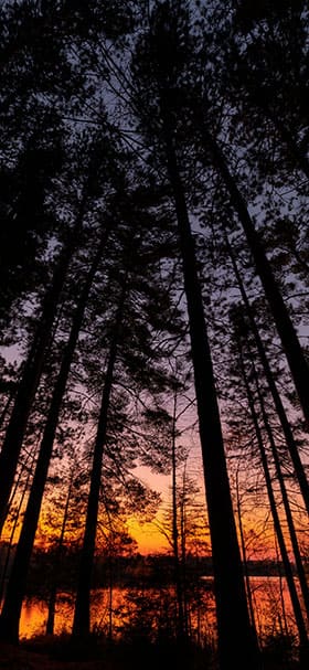 Phone Wallpaper Of Dark Woods At Sunset