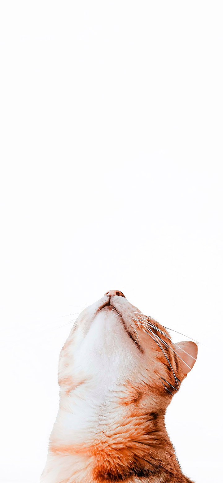 wallpaper of Cat Looking Upward In A White Area