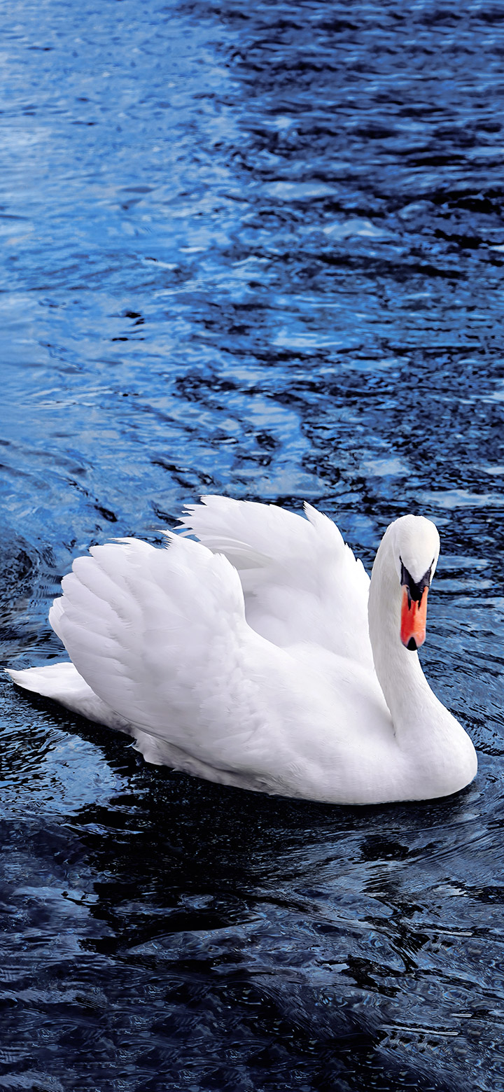 wallpaper of Beautiful Swan Swimming In Blue Water