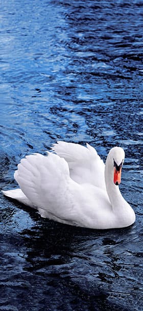 Phone Wallpaper Of Beautiful Swan Swimming In Blue Water