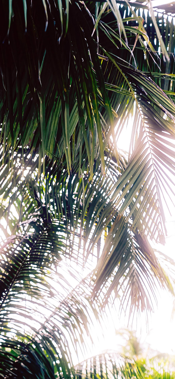 wallpaper of Aesthetic Sun Rays Passing Through Palm Tree