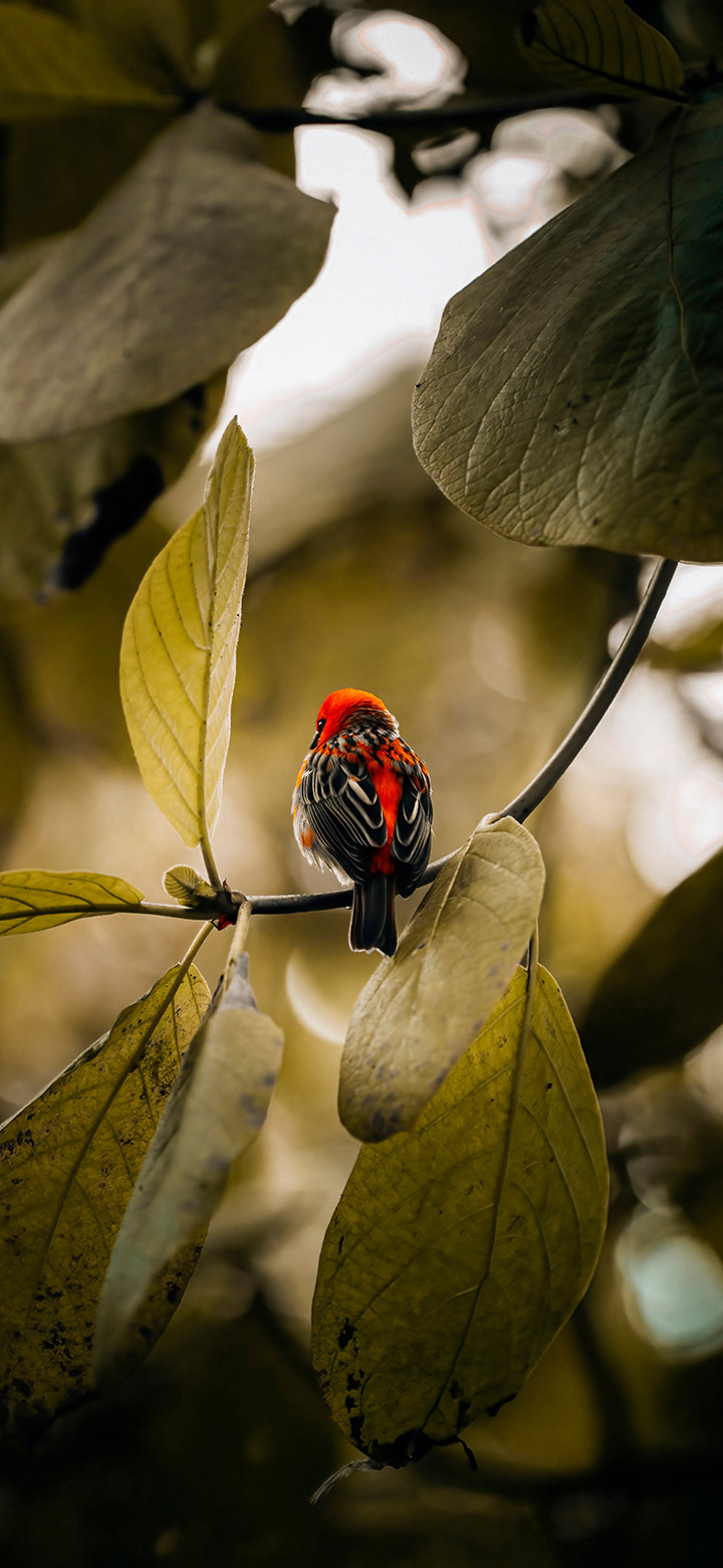 wallpaper of Small Red Bird Sitting On A Branch