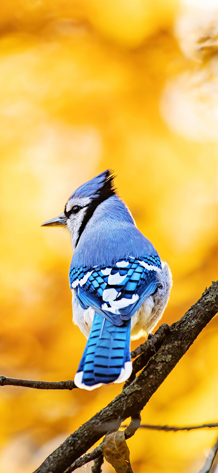 wallpaper of beautiful blue jay bird in yellow forest
