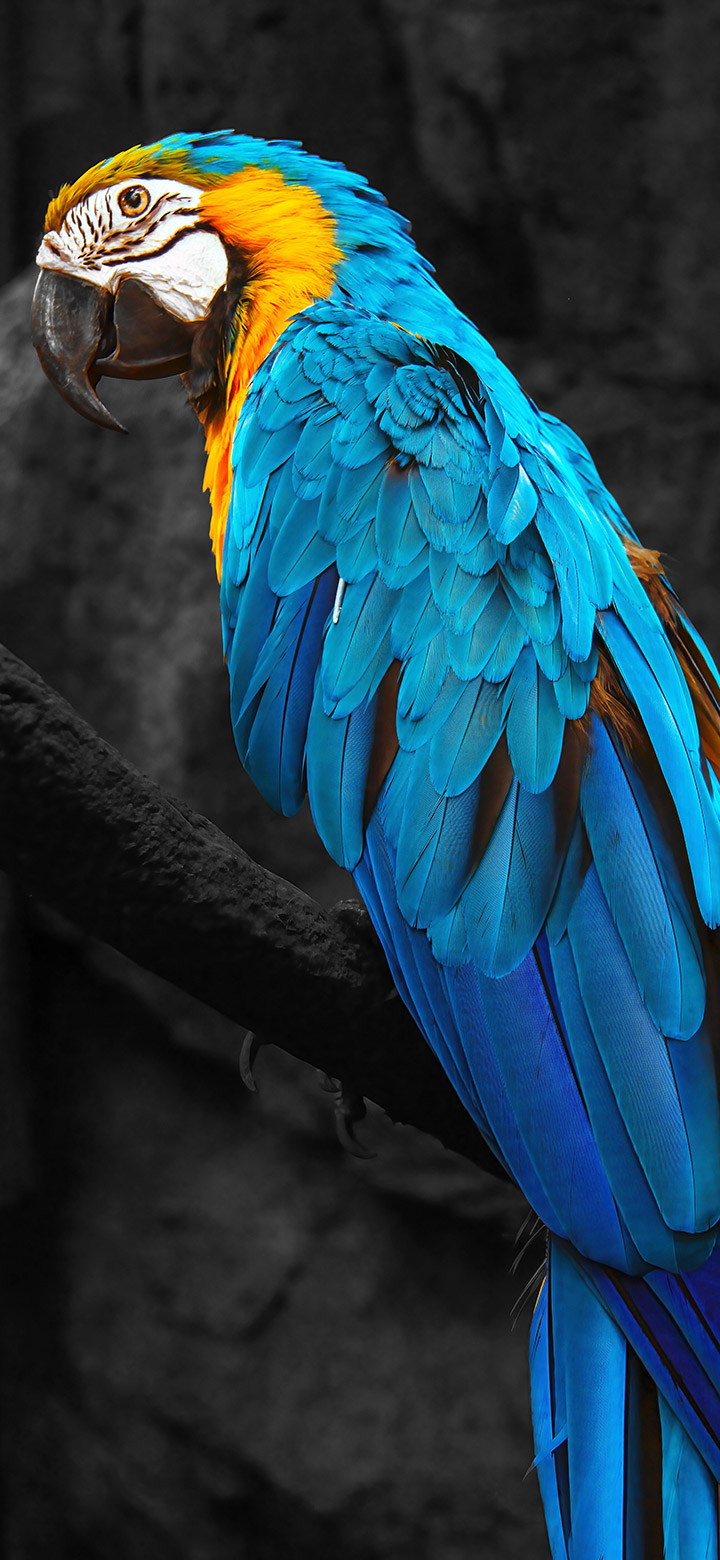 wallpaper of beautiful blue macaw parrot