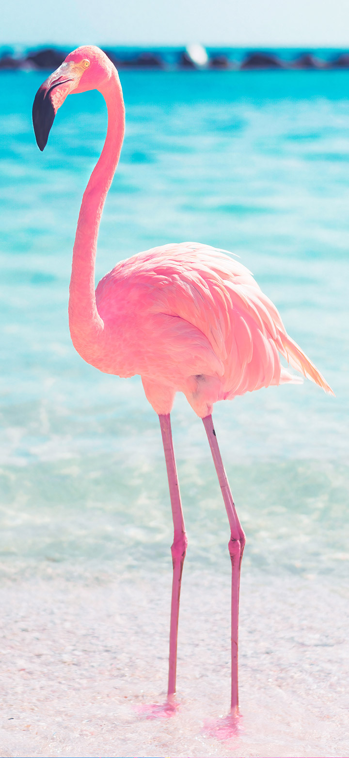 wallpaper of aesthetic flamingo stands near the sea