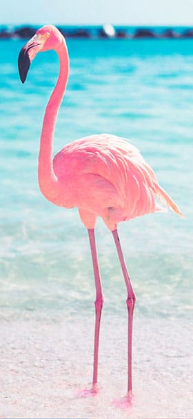 aesthetic flamingo stands near the sea phone wallpaper